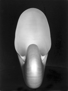Edward Weston - Nautilus (1927)
